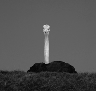 The Gaze