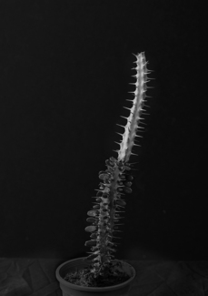 Plant Portrait 3