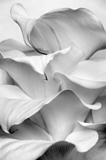 Curves of Cala