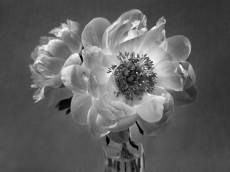 Peony