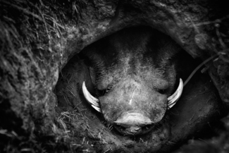 Warthog!