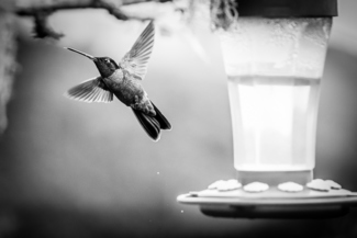 Hummingbird