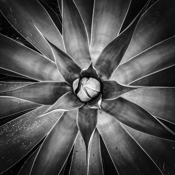 Agave Study 37