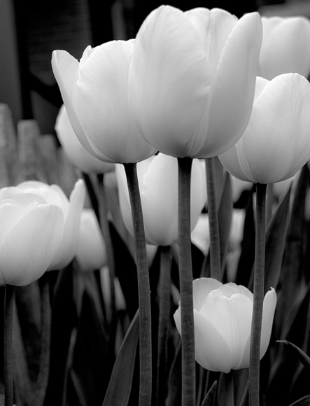 Tulips in Spring