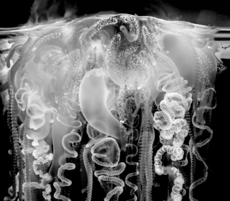 Man-O-War