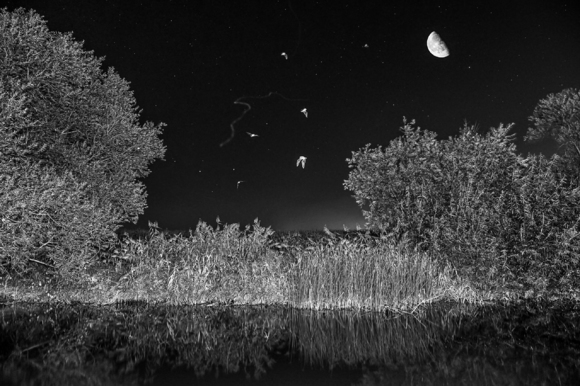 Bats, bugs and the moon