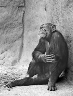 Chimp