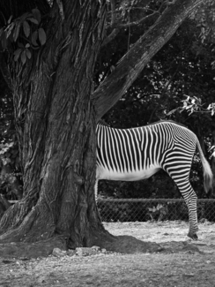 Zebra