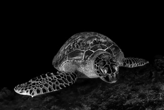 Green Turtle