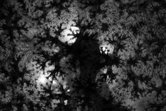 Natural Fractals