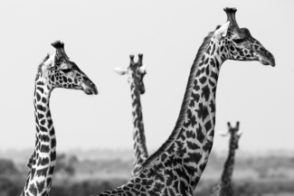 Four