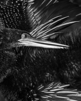 Anhinga Beak