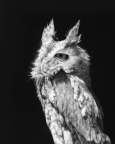 Owl (2)