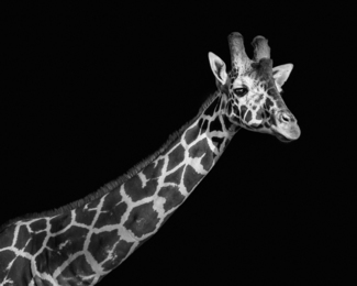Giraffe (1)