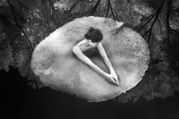 Lily Pad