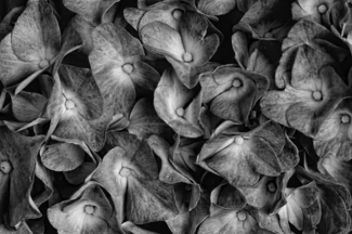 Hydrangea