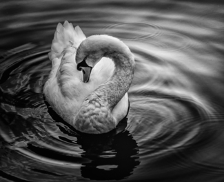Preening Time