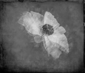 Dancing Petals 