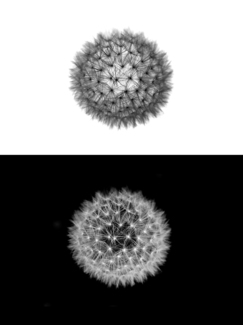 Dandelion