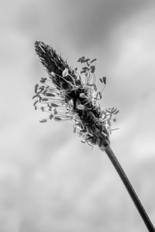 Gone to Seed