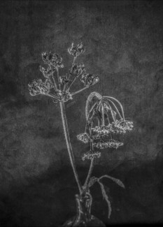 Plant #3