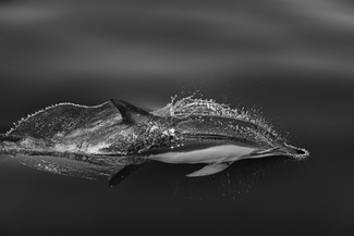 Common Dolphin