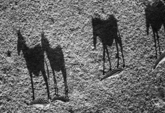 Zebra shadows