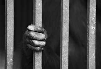 Life Sentence