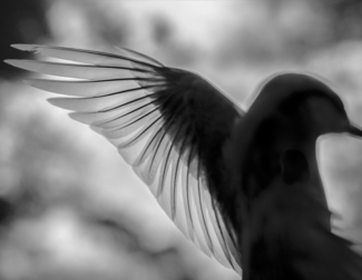 Wings