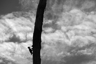 Black woodpecker with backdrop