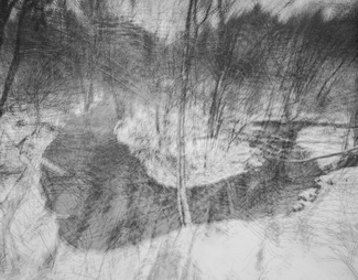 Forest impression