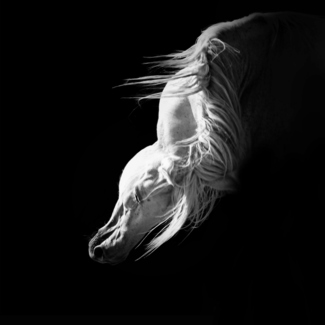 Headstudy