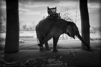 Bound Elephant, Laos, 2016