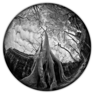 Strangler Fig, Preah Khan, Cambodia 2015
