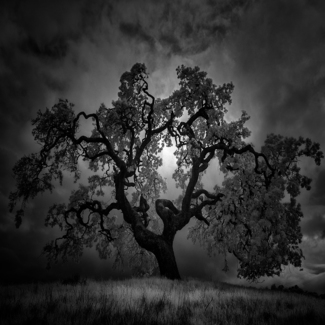 Oak