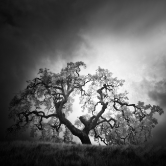 Oak & Light 