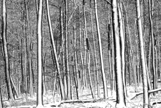 Snow Trees