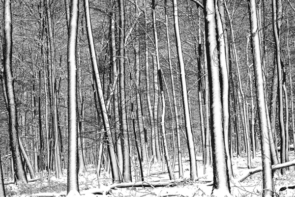 Snow Trees