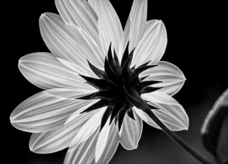 Helianthus
