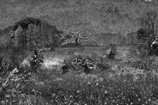 Grand Oak