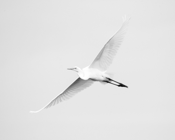 Great Egret