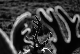 Antlers