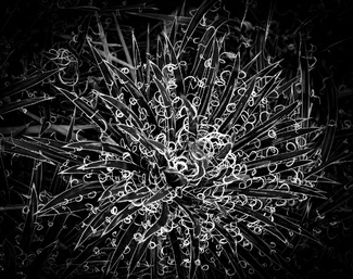 Desert Starburst No. 2
