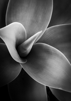 Untitled No. 1