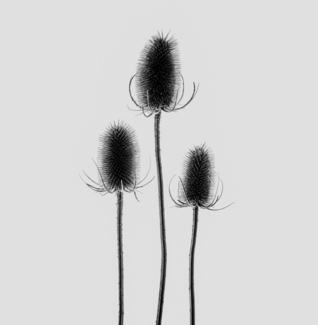 Dipsacus