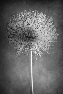Allium