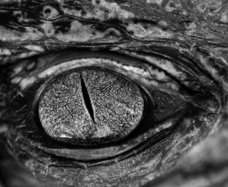 EYE OF THE WILD