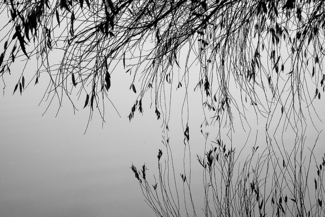 Willow