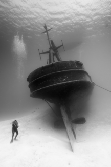 Kittiwake