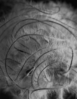 Garden Enigma No.2